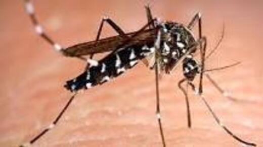 Moustique tigre Moustique tigre